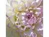 5 Makro Blumen